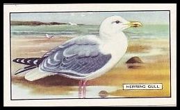 37GB Herring Gull.jpg